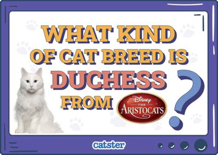 What breed of cat is Duchess from Aristocats? – Celebrity